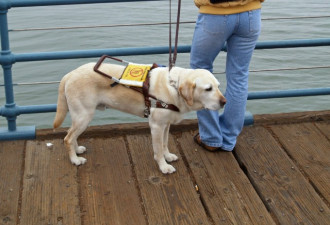 服务犬救助自闭症儿童 但法律却禁止训练