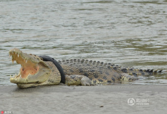 野生巨鳄惨遭轮胎套脖子 围观民众束手无策