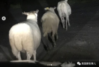 75只羊集体破门逃亡…闹剧始作俑者是它