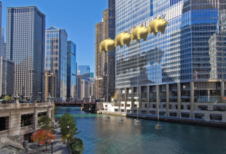 芝加哥：特朗普大厦被金色飞猪“攻陷”了！