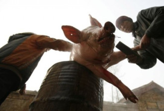 中国多地爆发猪瘟竟无药可医，影响几何?