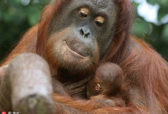 德国猩猩妈妈怀抱3天大幼崽 画面温馨