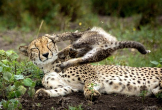 南非猎豹宝宝精力旺盛 飞身踢妈妈脸颊