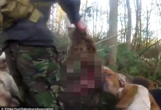 无助狐狸在“非法狩猎”中遭猎犬撕咬而死