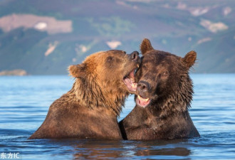 吃狗粮!俄罗斯棕熊水中亲吻搂抱大秀恩爱