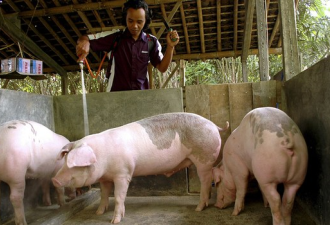 中国猪瘟疫情  贸易战惹的祸