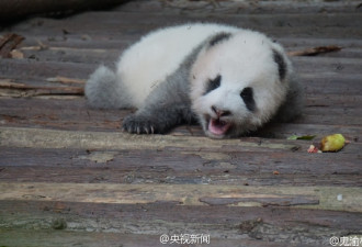 别睡了起来玩！游客砸醒熊猫宝宝被批缺德
