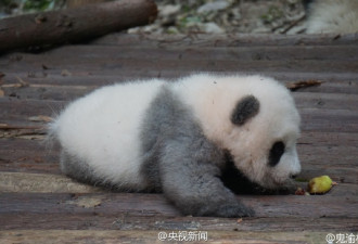 别睡了起来玩！游客砸醒熊猫宝宝被批缺德