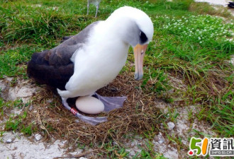 全球最高龄海鸟再当妈 66岁再度成功繁殖