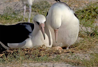 全球最高龄海鸟再当妈 66岁再度成功繁殖
