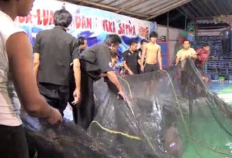 印尼马戏团逼海豚跳火圈 平常关进水箱