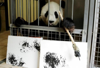 奥地利动物园大熊猫挥毫作画 每张490欧