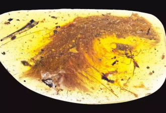 人类首次在琥珀中发现恐龙化石 羽毛清晰可见