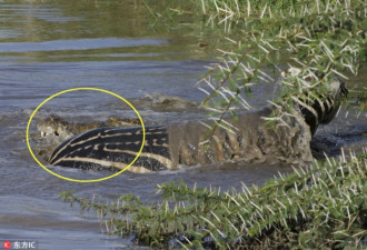 斑马遭鳄鱼残忍猎食 绝望中向摄影师求救