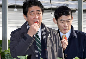 日本首相安倍晋三访问福岛灾区 试吃当地草莓
