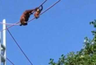 感人时刻！母猩猩背幼崽 安全通过 15 米高绳索