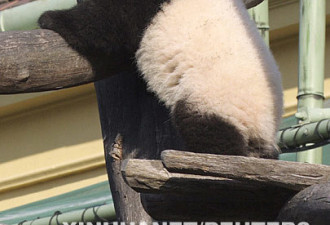 16岁大熊猫“龙徽”在维也纳离世 曾创生育记录