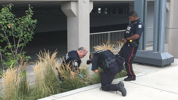 Officers appear to located a baseball cap in some bushes near Yorkdale Mall on Aug. 30, 2018. (Christie Bezaire/CP24)