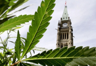 加拿大将成大麻国？家家可种植 买家要满18岁