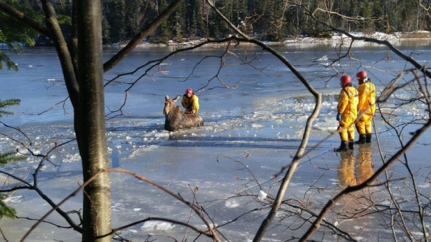 Moose