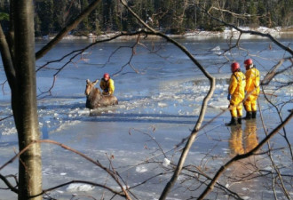 麋鹿跌落冰封河面 消防员持斧破冰救出