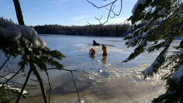 Moose