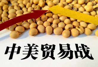 中国油商：巴西豆价上涨 中国买家会回美市场