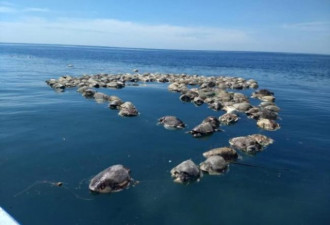 太残忍！逾300只濒绝海龟陈尸墨西哥海滩