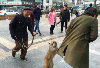 合肥公园现乞讨猴子 强抱人腿索要“拥抱费”