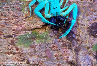 紫外光下的奇特生物荧光：蜘蛛蝎子美丽异常
