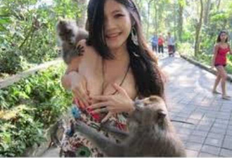 游客在峨眉山游玩 被导游收取15元“猴子险”