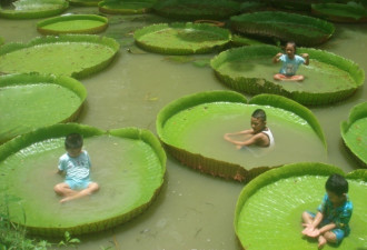 泰国能站人的巨型荷叶池又开放了！