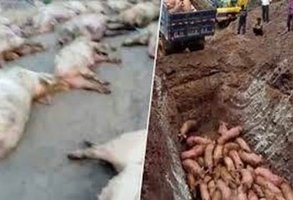 安徽省又确认2起非洲猪瘟 周边国家现大流行