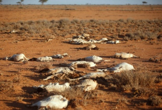 索马里遭遇干旱天气 牲畜丧生尸体遍地