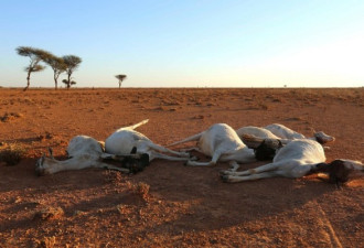 索马里遭遇干旱天气 牲畜丧生尸体遍地