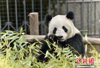 大熊猫岁末配种 创造大熊猫繁育史上3个首例