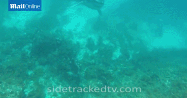 潜水者拍到与大白鲨面对面场景：最后一秒游走