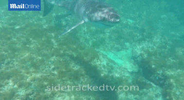 潜水者拍到与大白鲨面对面场景：最后一秒游走