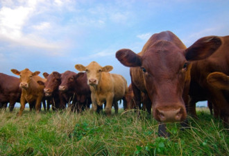 为促成美国欧州零关税 欧盟愿吃更多美国牛肉？