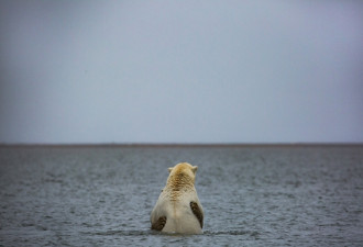热帖：北极熊，阿拉斯加的“气候难民”