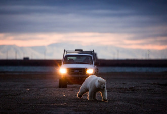 热帖：北极熊，阿拉斯加的“气候难民”