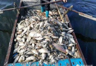 黑水过境致5吨鱼蟹灭绝 官员推脱责任