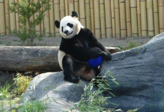 这只大熊猫玩雪人的视频让外国网友看呆了