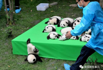 路透社眼里2016年最佳照片...熊猫宝宝又亮了