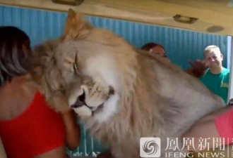 狮子跑进观光车求抱求抚摸 吓坏游客