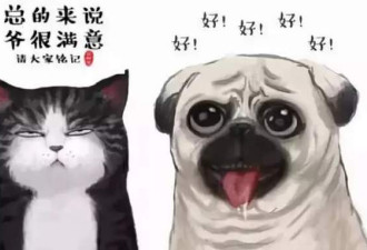 中国人养宠物花了1708亿元 数据让人惊呆