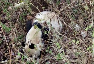 四川村民在自家门前发现一只野生大熊猫