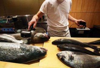央视都报道了 加拿大三文鱼被核辐射!还能吃吗?