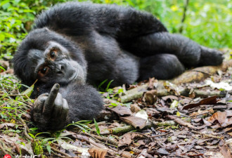 黑猩猩不爽被偷拍 朝游客竖中指抗议