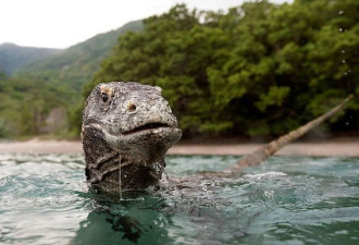 印尼摄影师近距离拍摄科莫多巨蜥 场面惊险刺激